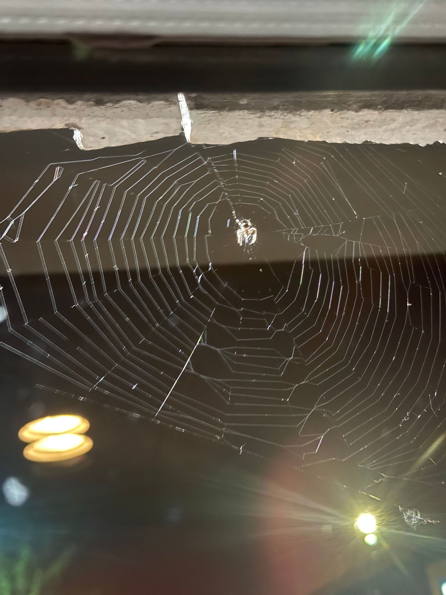 Spider web