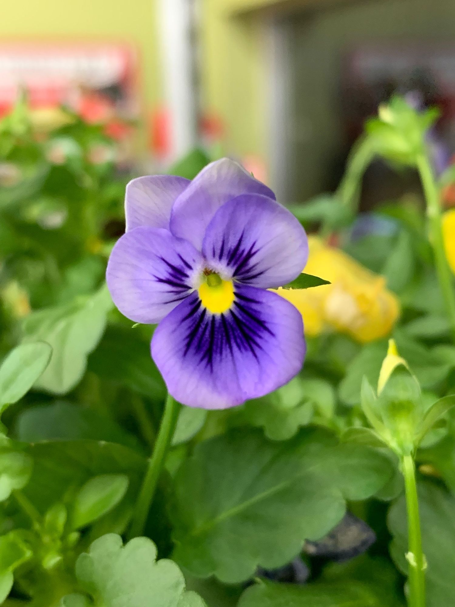 Purple flower