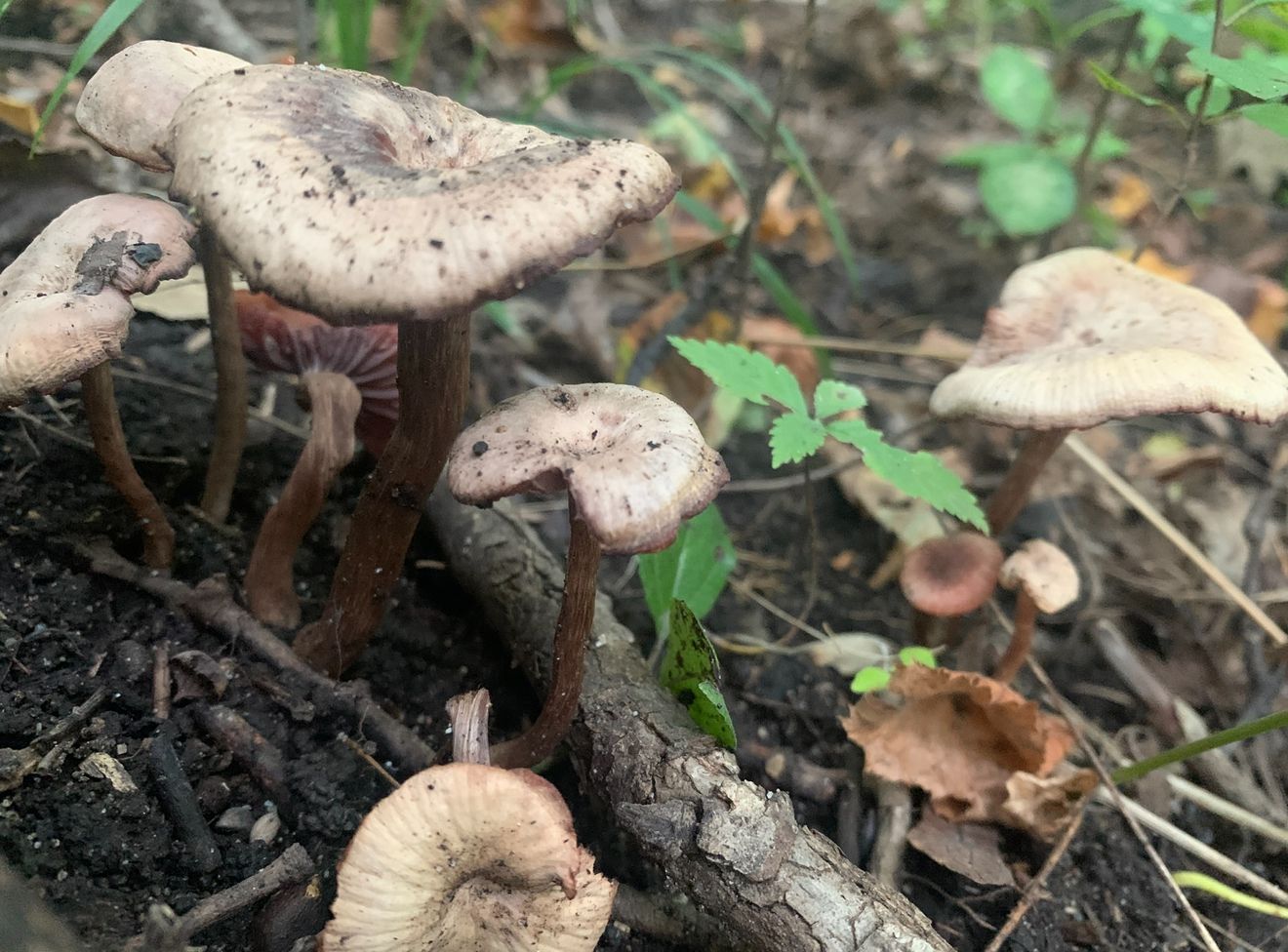 Mshrooms