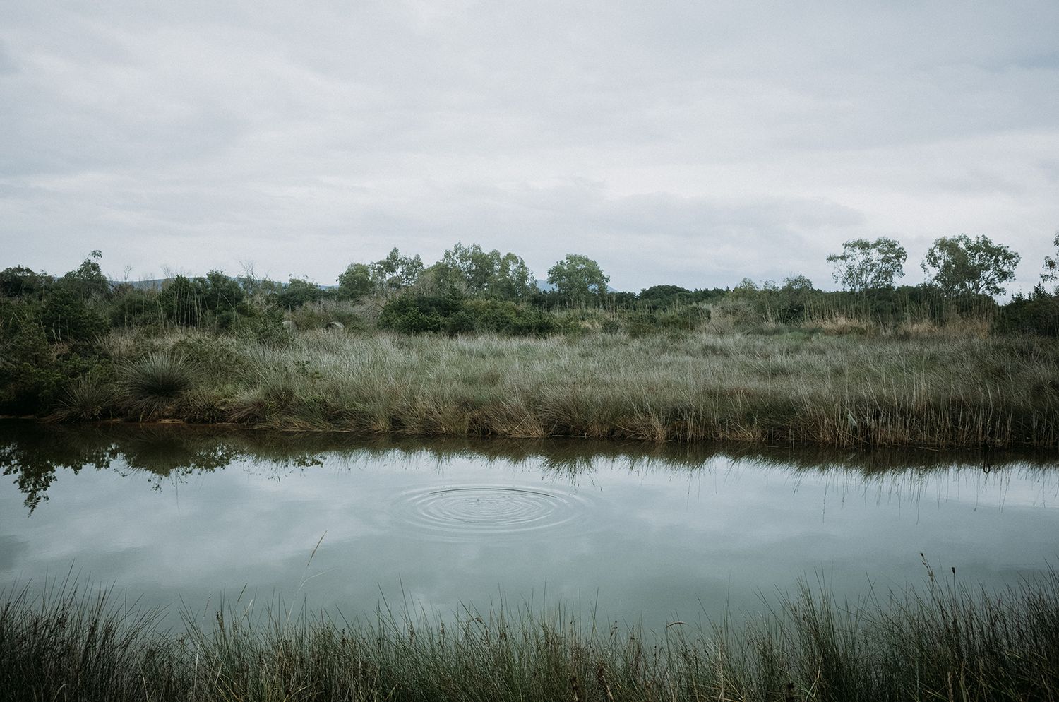 A series of panoramic landscape photographs showing misty wetlands and marshes in moody, atmospheric conditions.