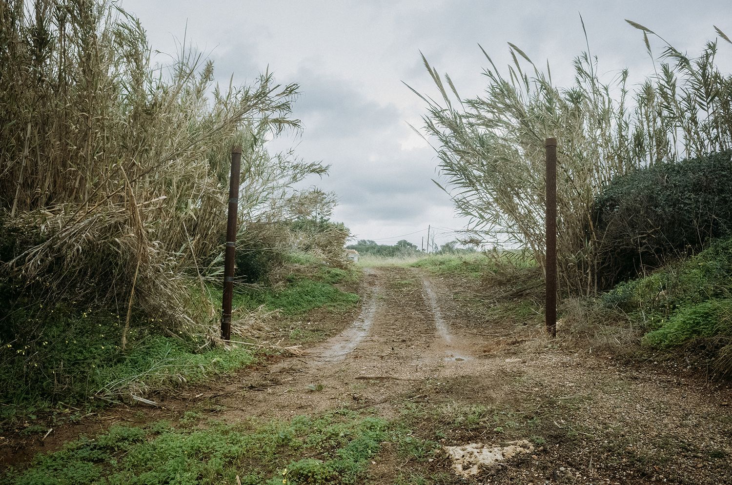 A winding dirt path through green vegetation leads towards a cloudy horizon.