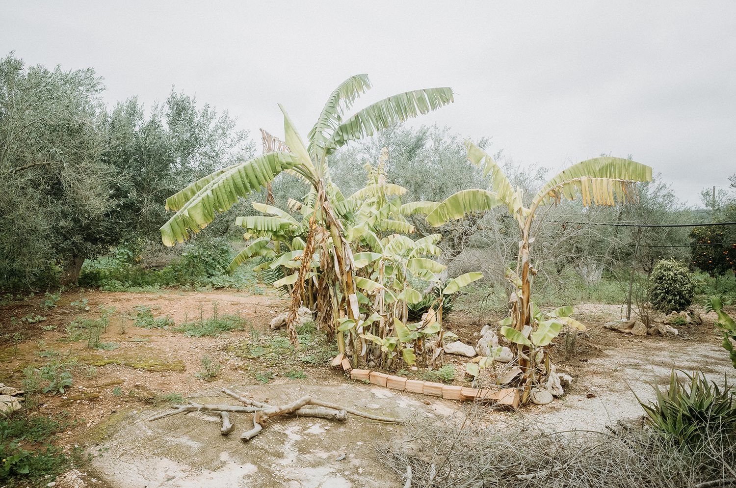 A banana tree grows in a dry, rocky landscape with scattered vegetation under an overcast sky.