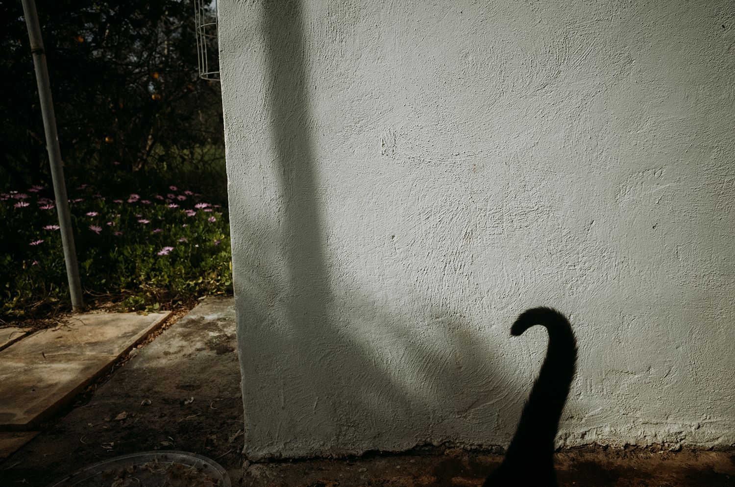 A black cat sits in a row of shadows cast by window bars against a white wall.