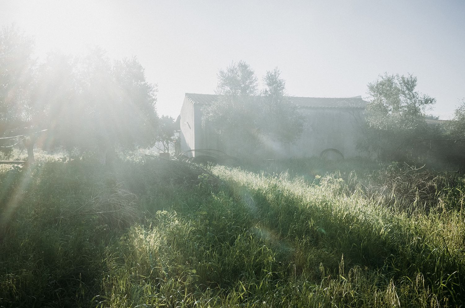 Misty morning sunlight streams through tall grass and trees beside a white rural building in the countryside.