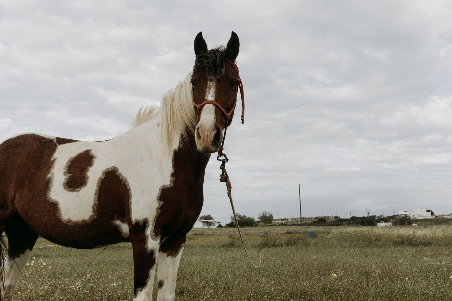 Brown and white paint horses grazing in an open field under cloudy skies.