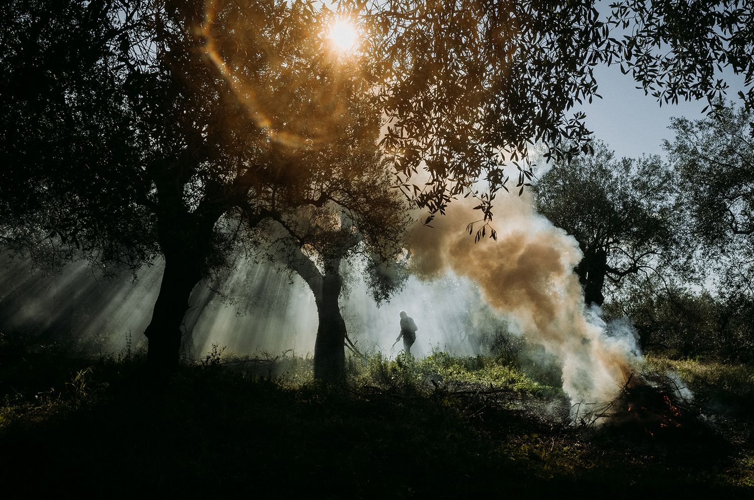 Sunlight streams through misty trees while smoke drifts mysteriously in a moody forest setting.