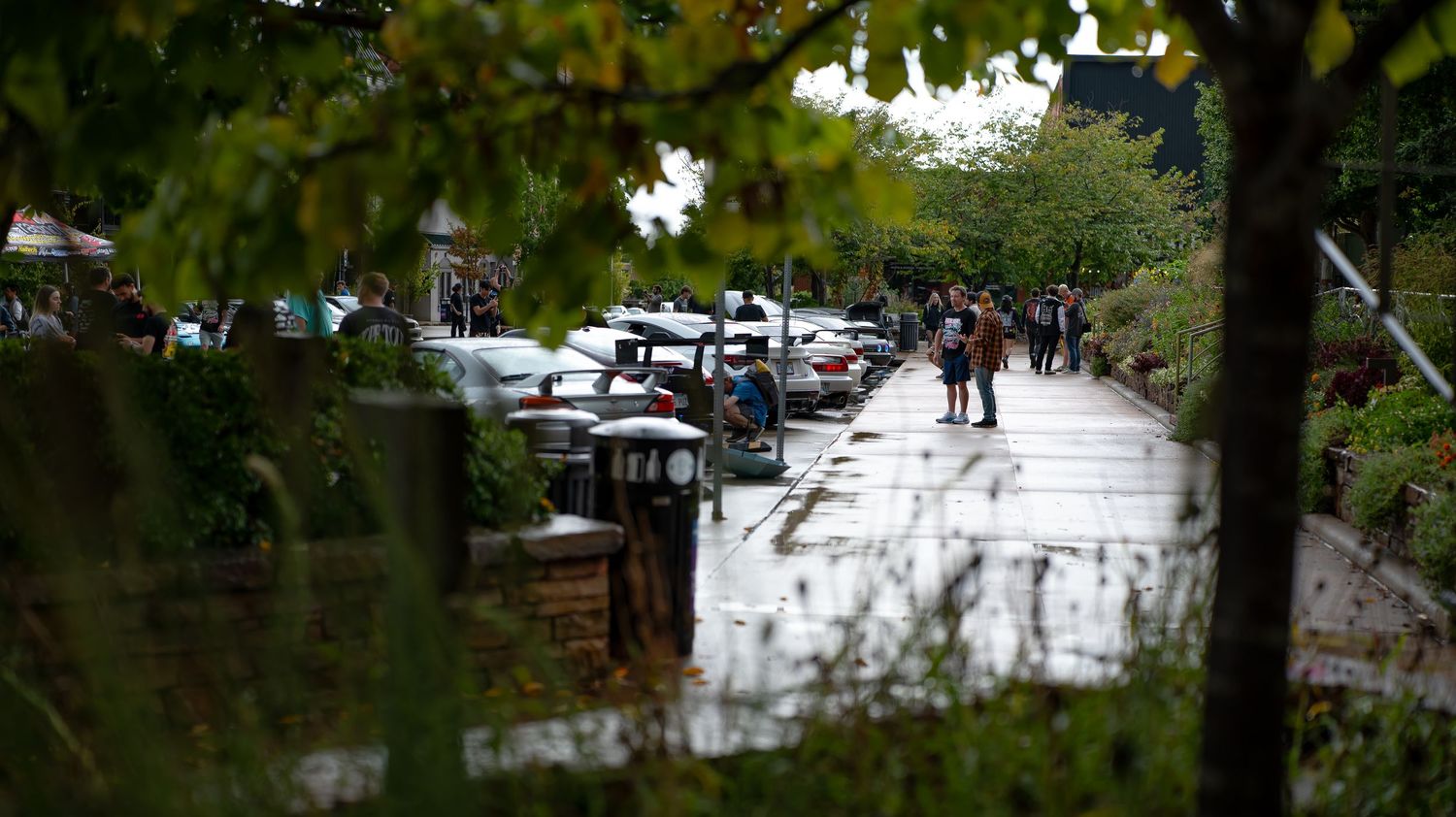 Tree-lined parking lot with cars viewed through foliage on a rainy day.
