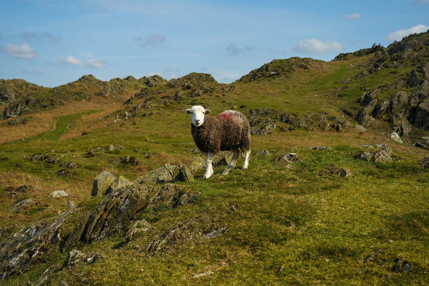 Sheep grazing on rolling green hills in a scenic mountain landscape.