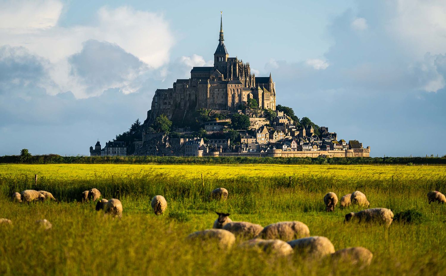 Panoramic view of Mont Saint-Michel castle rising above green meadows with grazing sheep in Normandy, France.