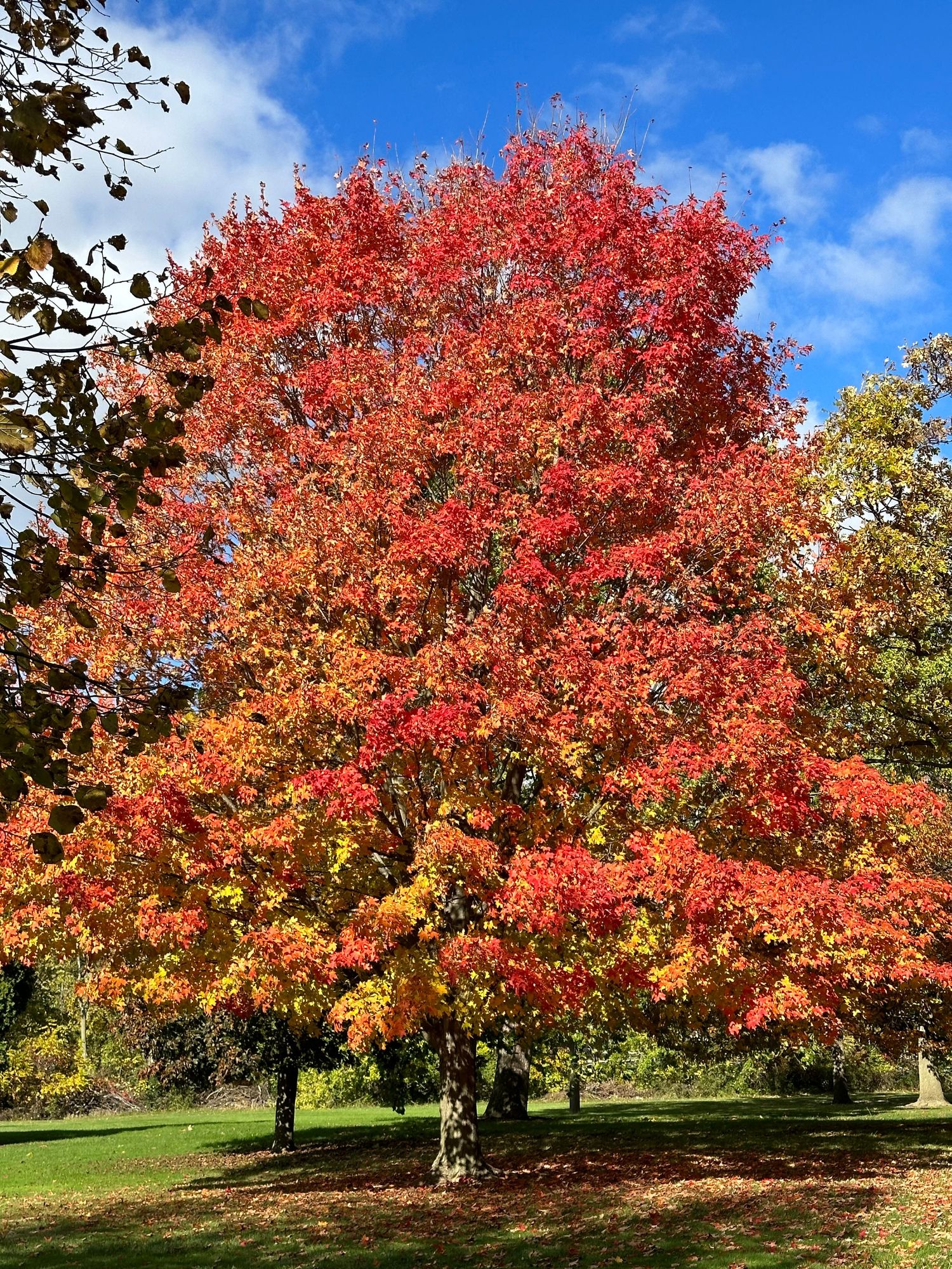 Tree that has changed colors.