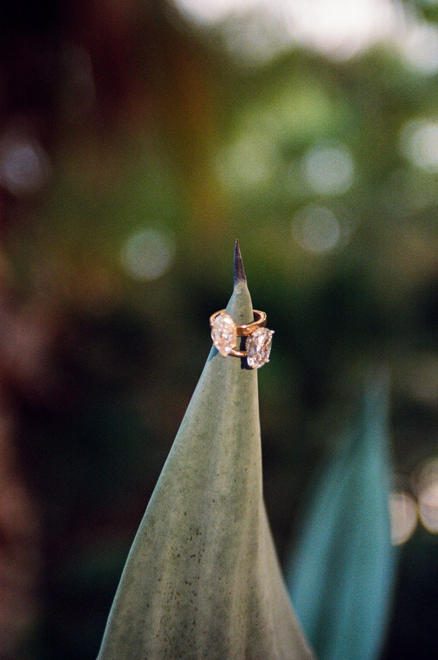 Engagement rings on tip of agave plant at Acre.