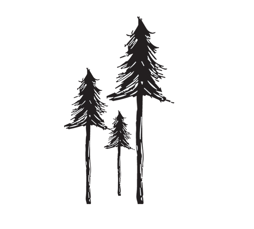 Simple black ink drawings of tall pine trees in a minimalist style against a white background.