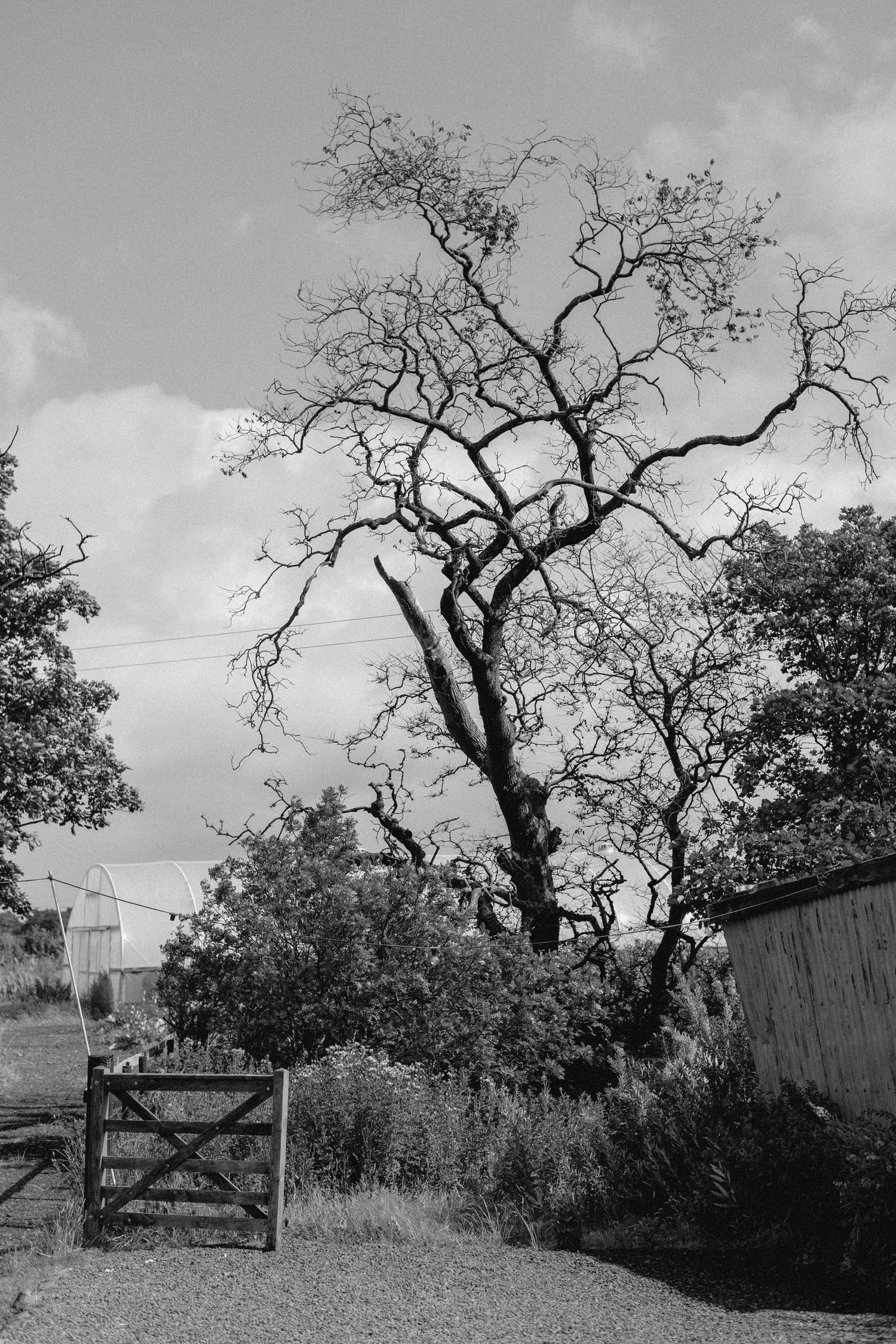 A black and white photograph of a bare tree and wooden gate in a rural setting with moody cloudy sky.