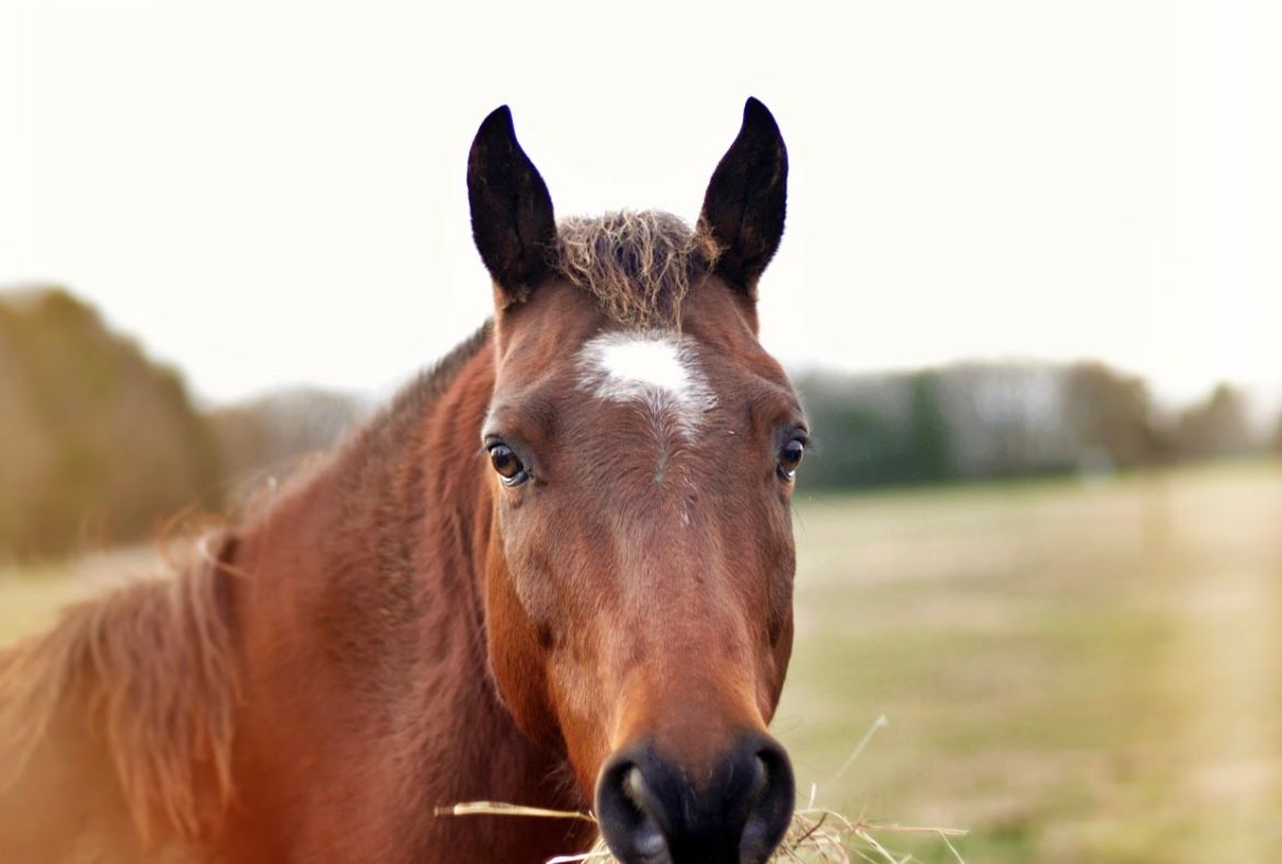 Four Winds Farm Photography, serving York County, South Carolina, and surrounding areas.