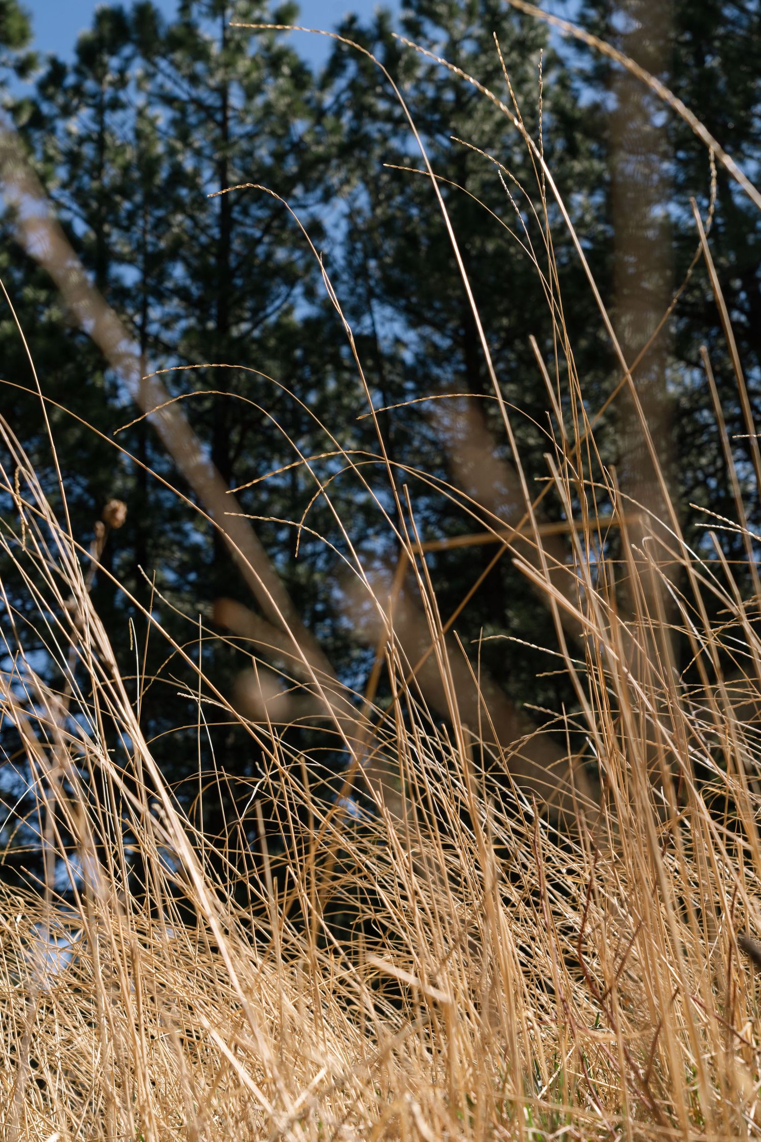 Close-up of golden dry grass swaying in front of dark pine trees under a blue sky.