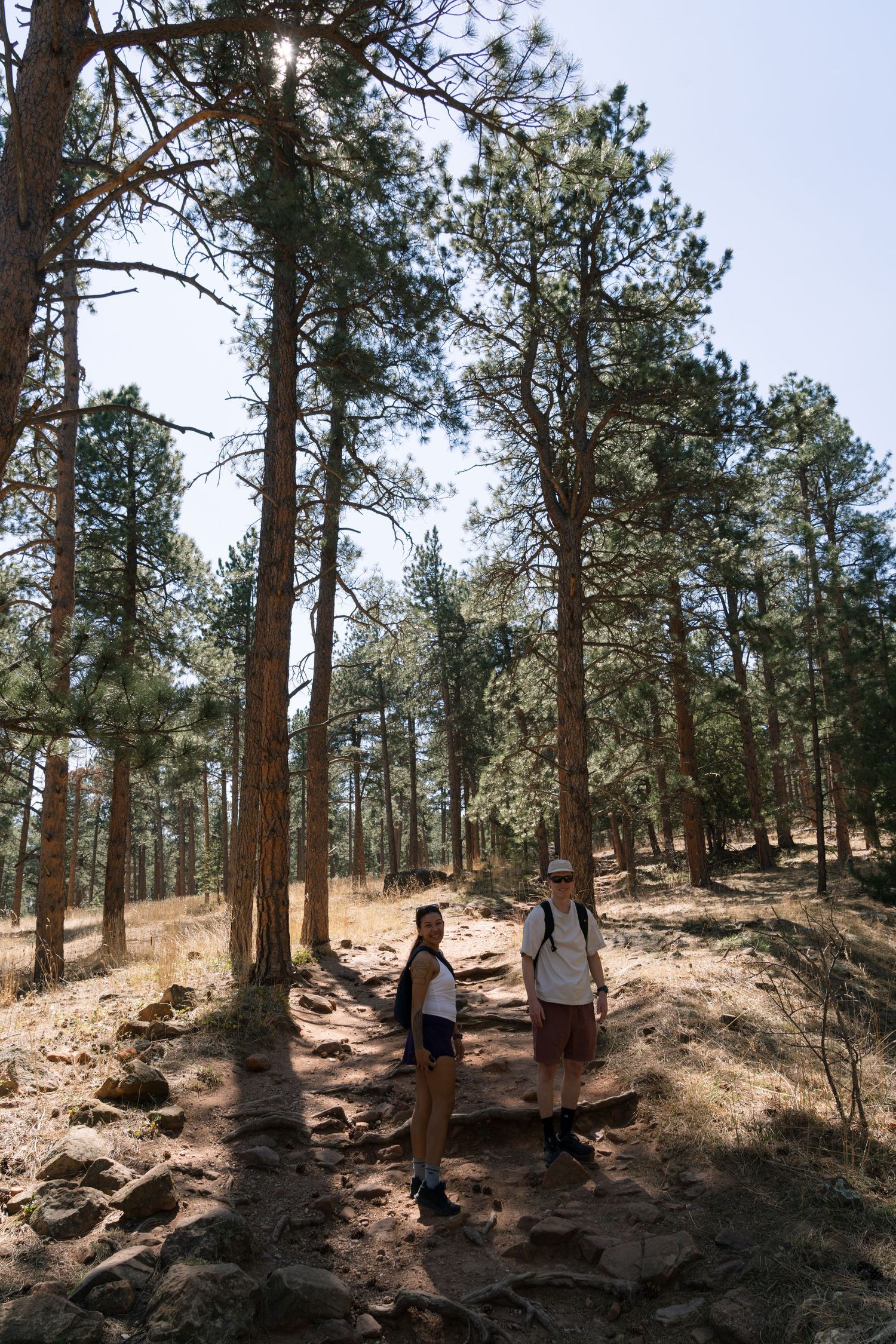 Two hikers with backpacks stand on a rocky trail surrounded by tall pine trees in a sunny forest.