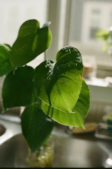 Close-up of vibrant green tropical houseplant leaves with water droplets near a sunny kitchen window.