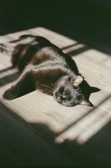 A black cat lounges lazily in a patch of sunlight on a wooden floor, casting dramatic shadows.