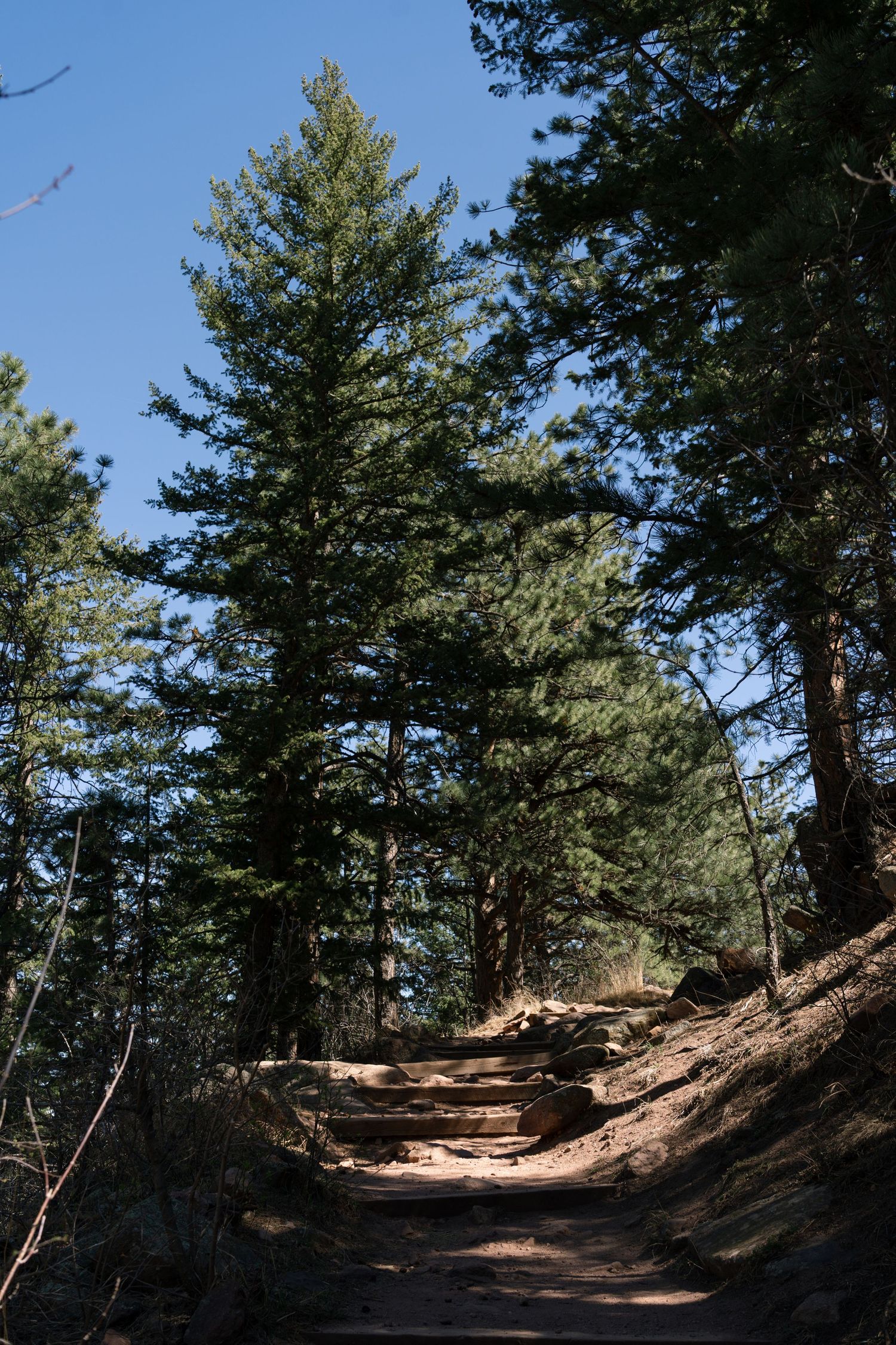 Engaged couple exploring a pine forest together during a destination engagement session in Colorado.