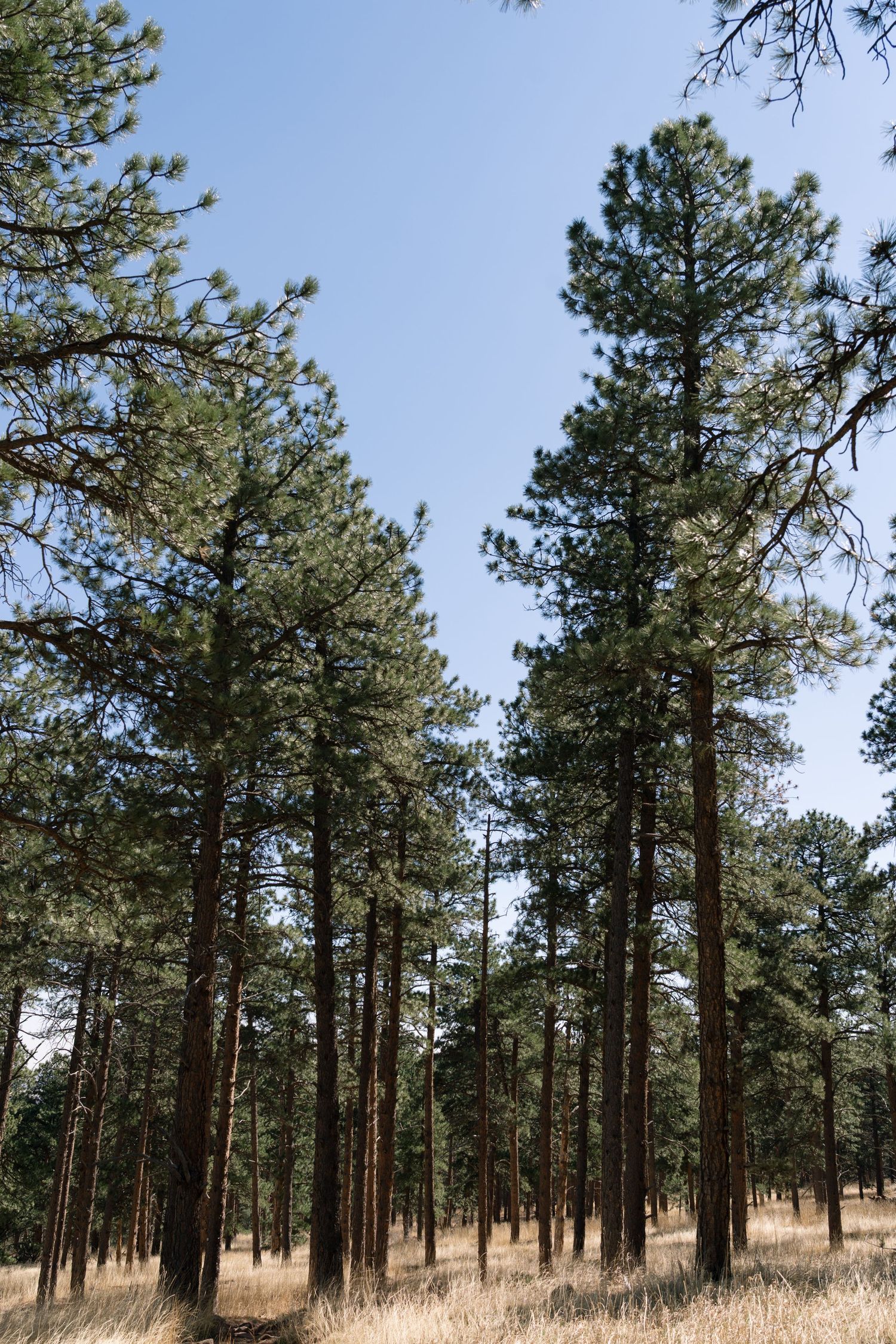Tall ponderosa pine trees with straight trunks stand in an open forest with dry grass and clear blue sky.