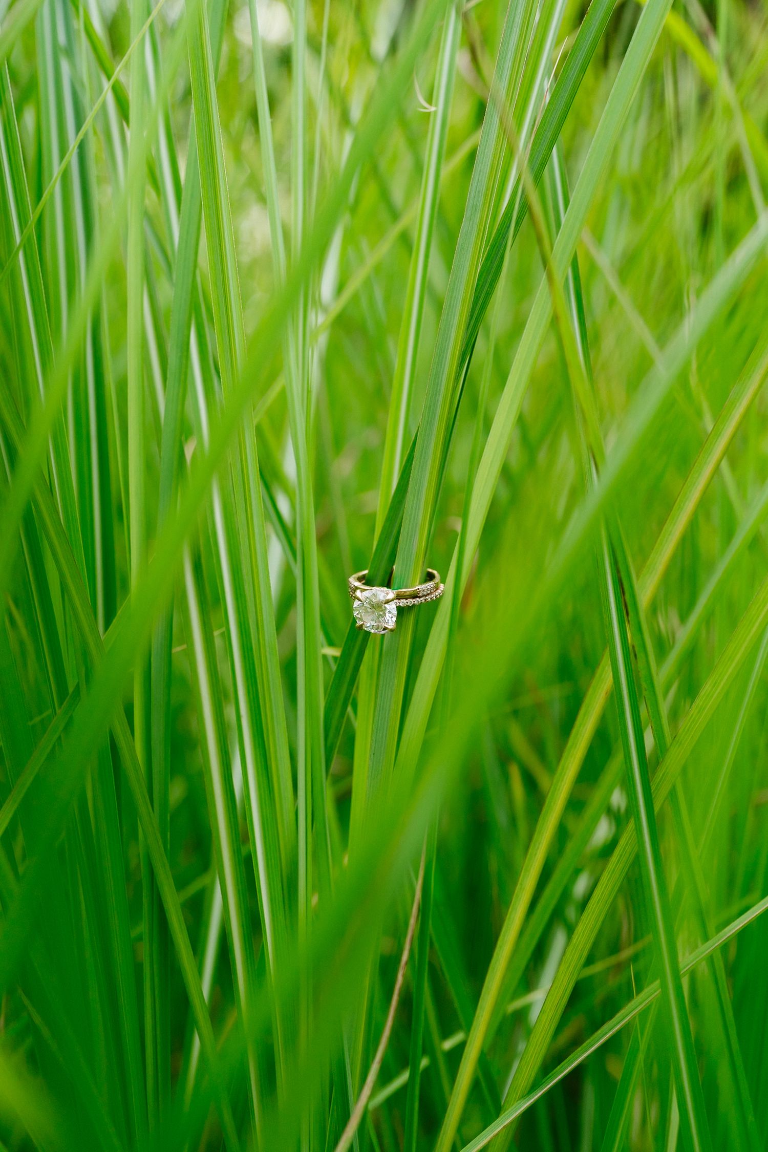 Diamond engagement ring balanced on a blade of tall green grass in an outdoor setting.