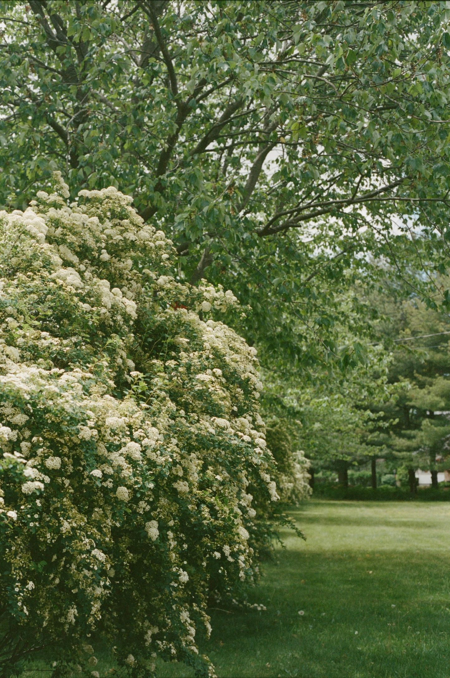 Lush green park with white flowering shrubs and tall trees on a sunny day.