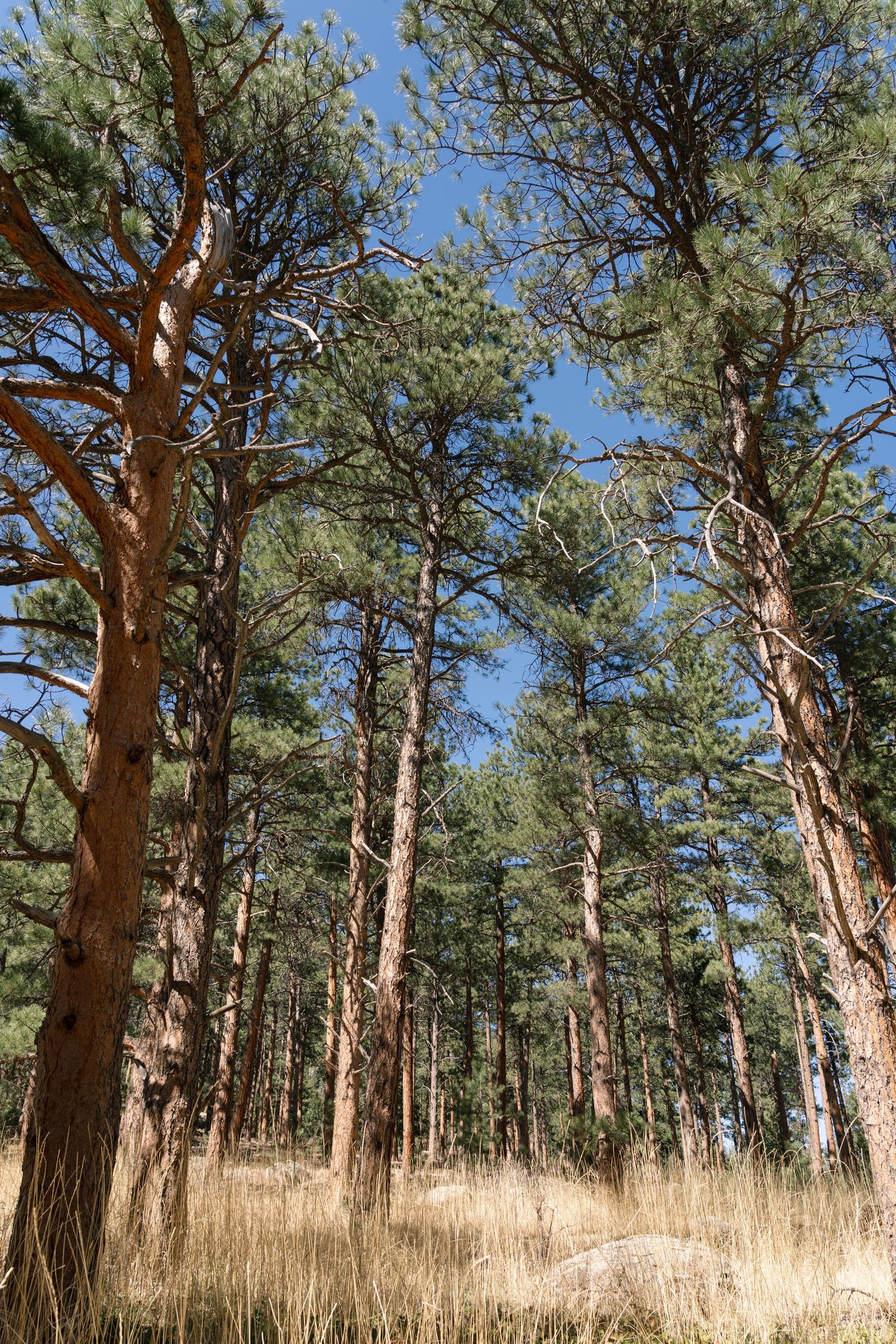 Couple walking together through a peaceful Colorado forest during their destination engagement session.