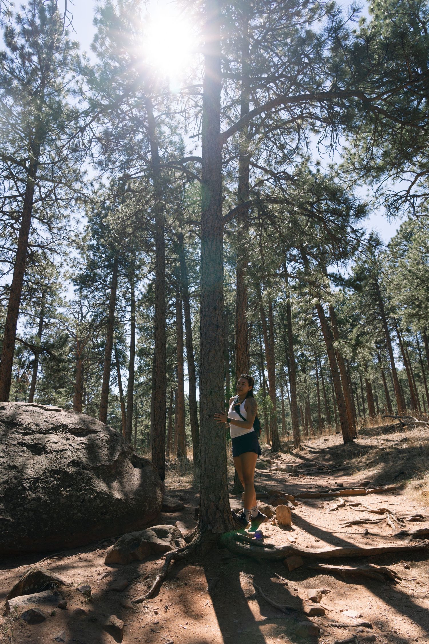 A hiker stands at the base of a towering pine tree with sun rays streaming through the forest canopy.