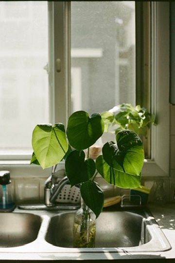 Green heart-leaf philodendron in a glass vase on a double kitchen sink near a sunlit window.