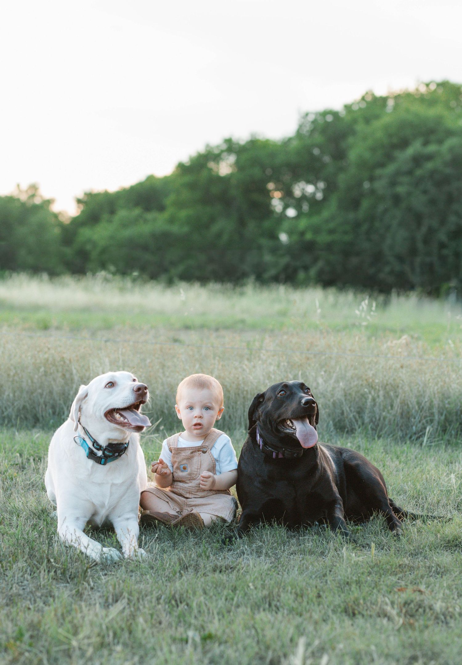 Adorable baby sits between a white and black Labrador dog in a sunny green field.