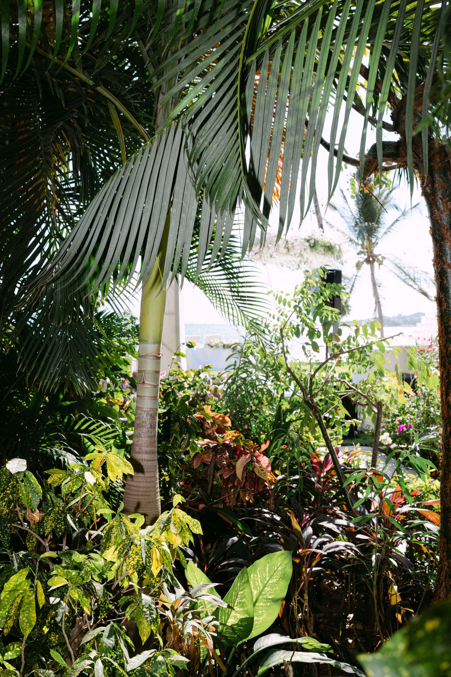 Lush tropical garden with tall palm trees and colorful foliage overlooking the ocean.