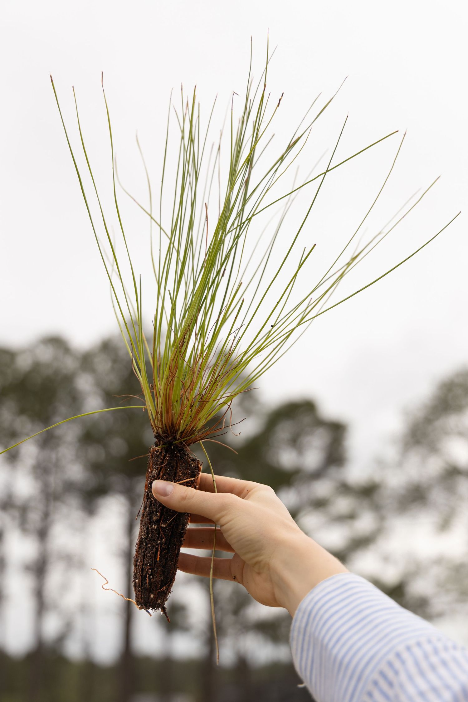 Hand holding up a young pine seedling with long green needles and a soil-covered root plug against a cloudy sky.