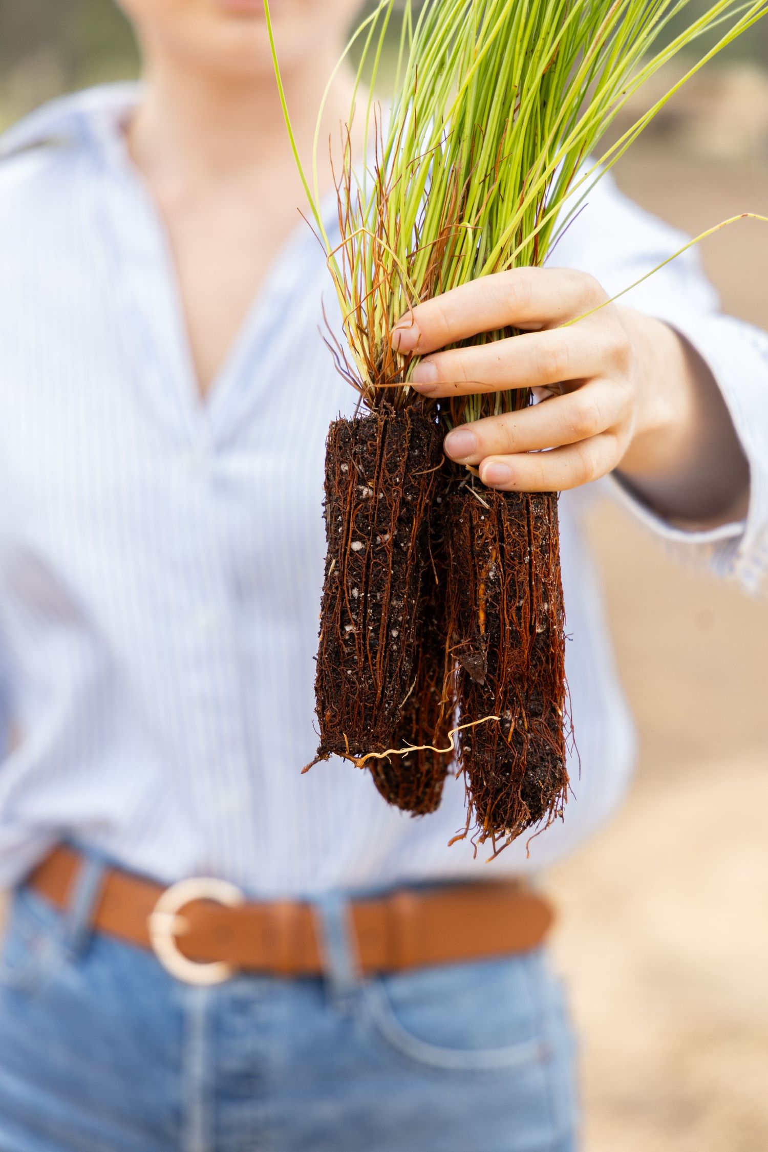 Person in a striped shirt and jeans holds bundles of pine seedlings with long green needles and exposed soil-packed roots.