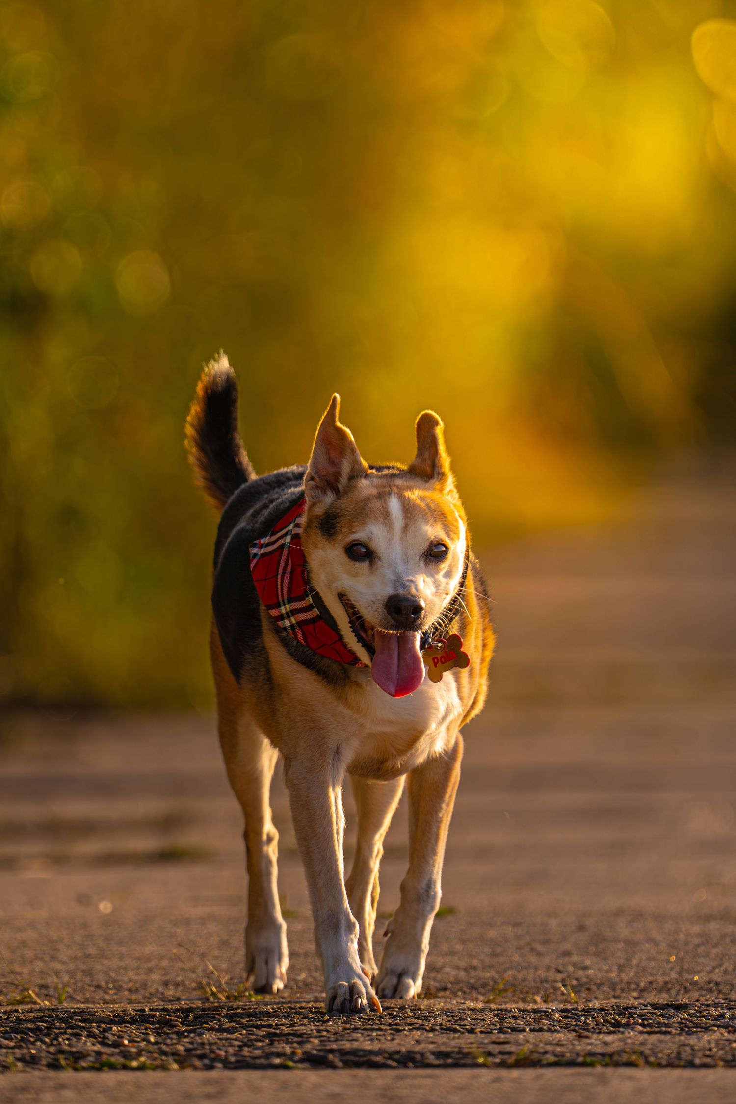 sesja zwierząt 
fotograf zwierząt