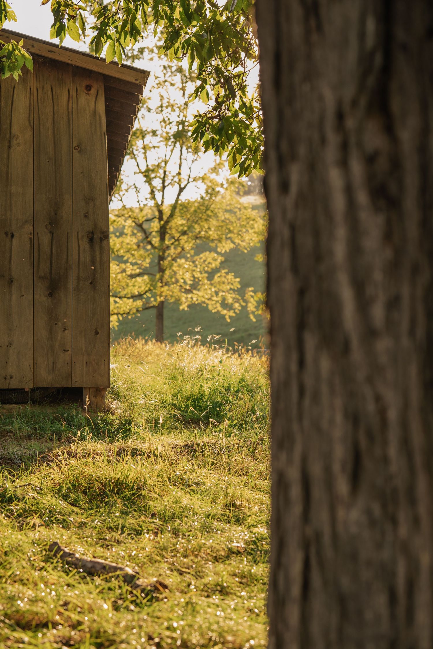 Rustic wooden shed in a sunlit meadow framed by tree trunks and autumn foliage in a peaceful countryside setting.