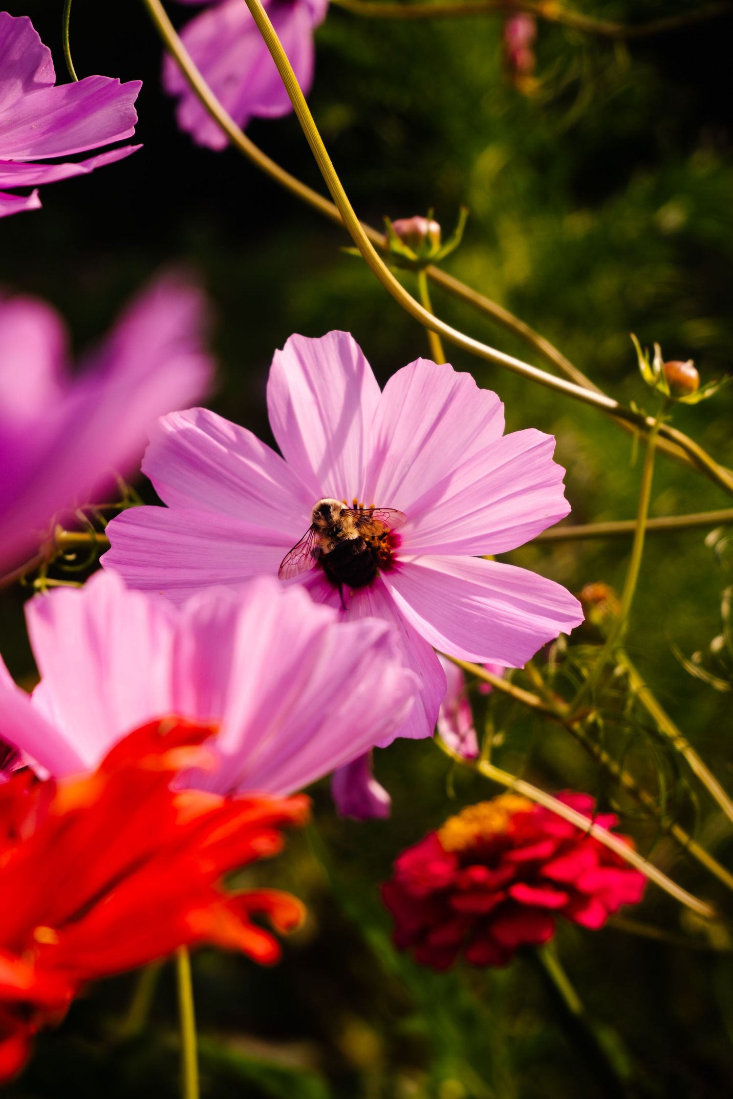 A bee pollinating a pink cosmos flower surrounded by red and purple blooms in a sunny garden.