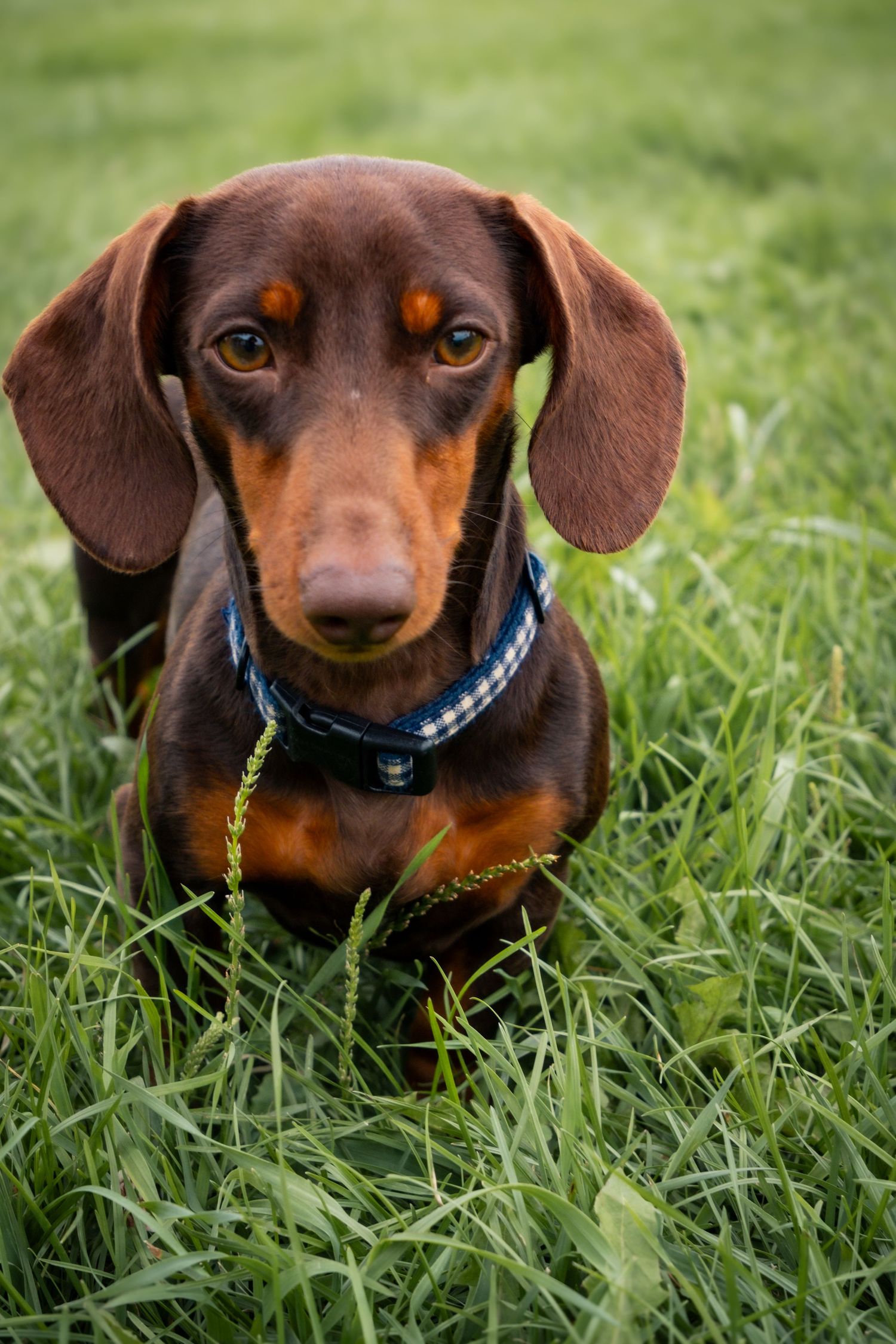 Chocolate brown dachshund with blue collar sitting attentively in lush green grass outdoors.