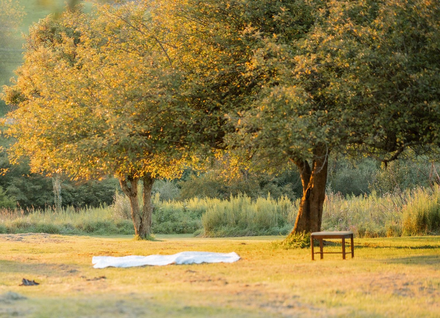 Two large trees with golden autumn leaves shade a wooden bench and white blanket on a peaceful green meadow.