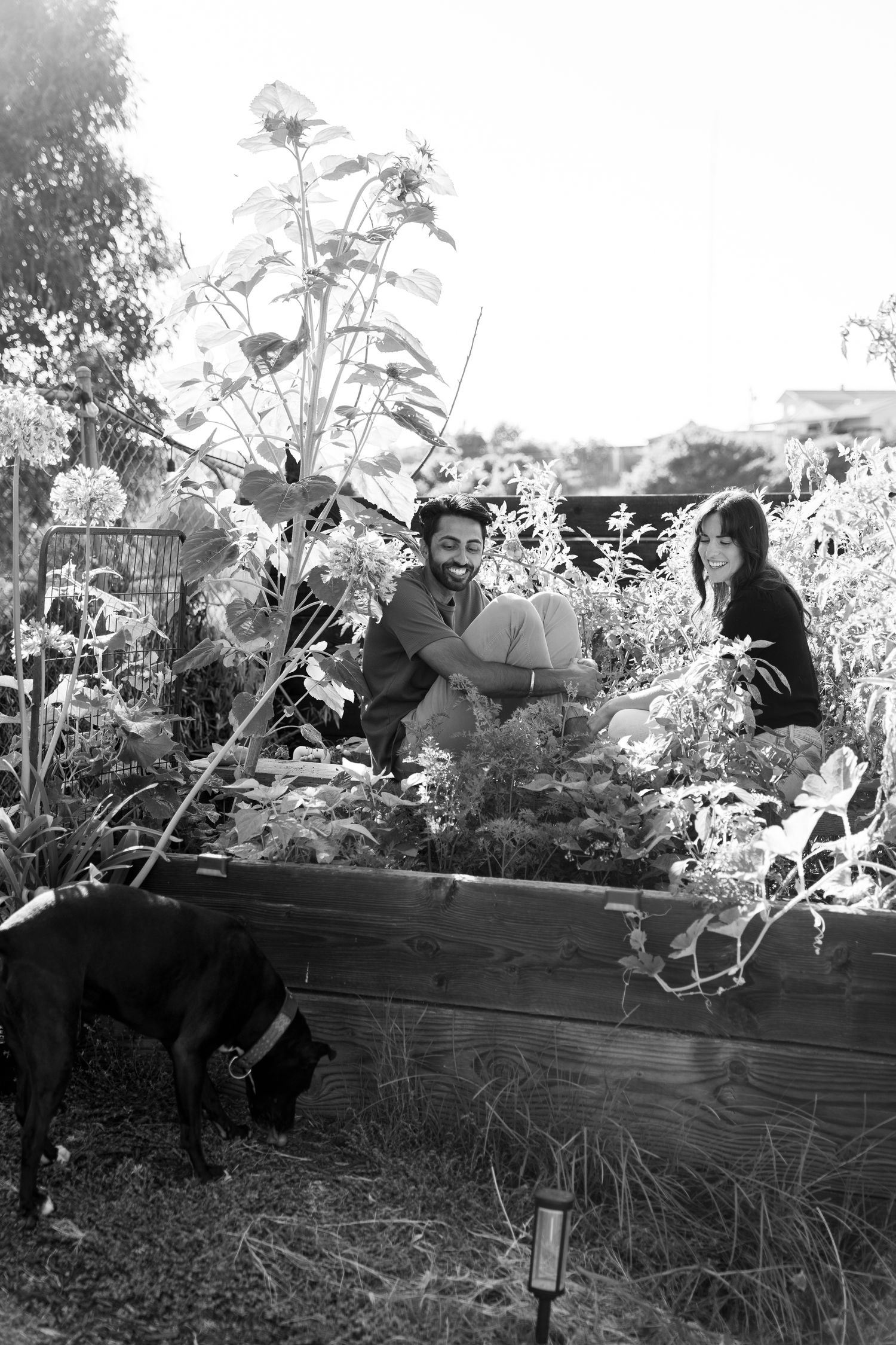 Two people tend to a raised garden bed filled with plants while a dog watches in black and white vintage photograph.