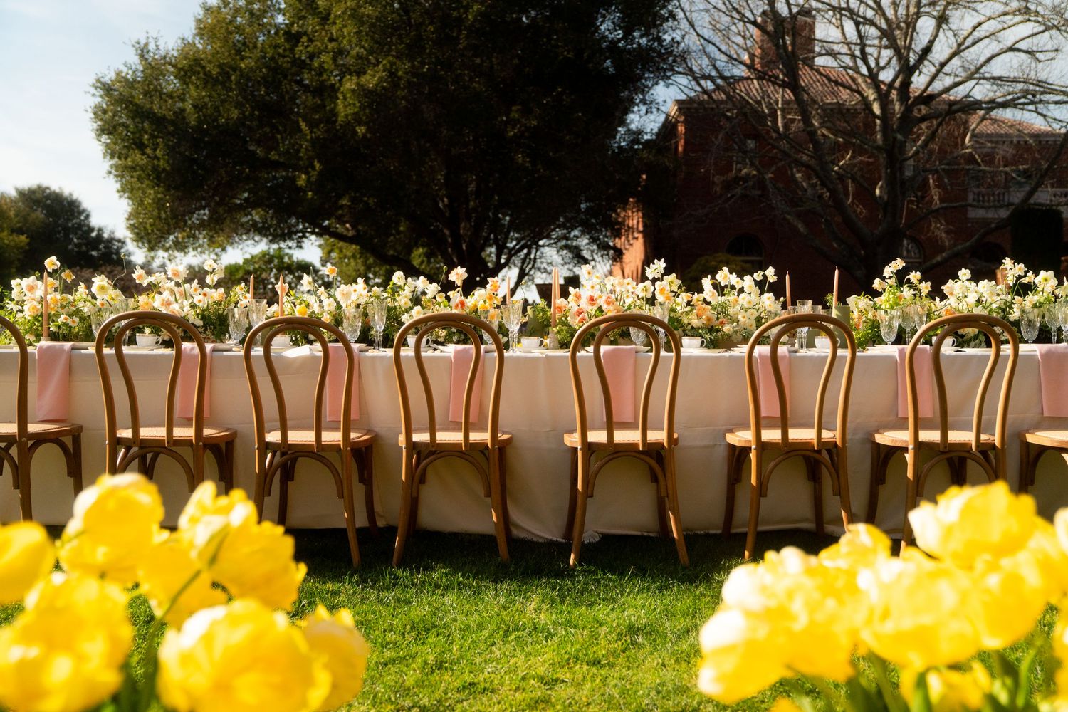 Yellow tulips bloom in a garden against a wooden fence on a sunny spring day.