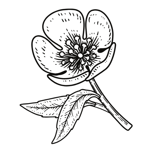 Artistic black line drawing of a single buttercup flower with delicate petals and stem on white background.