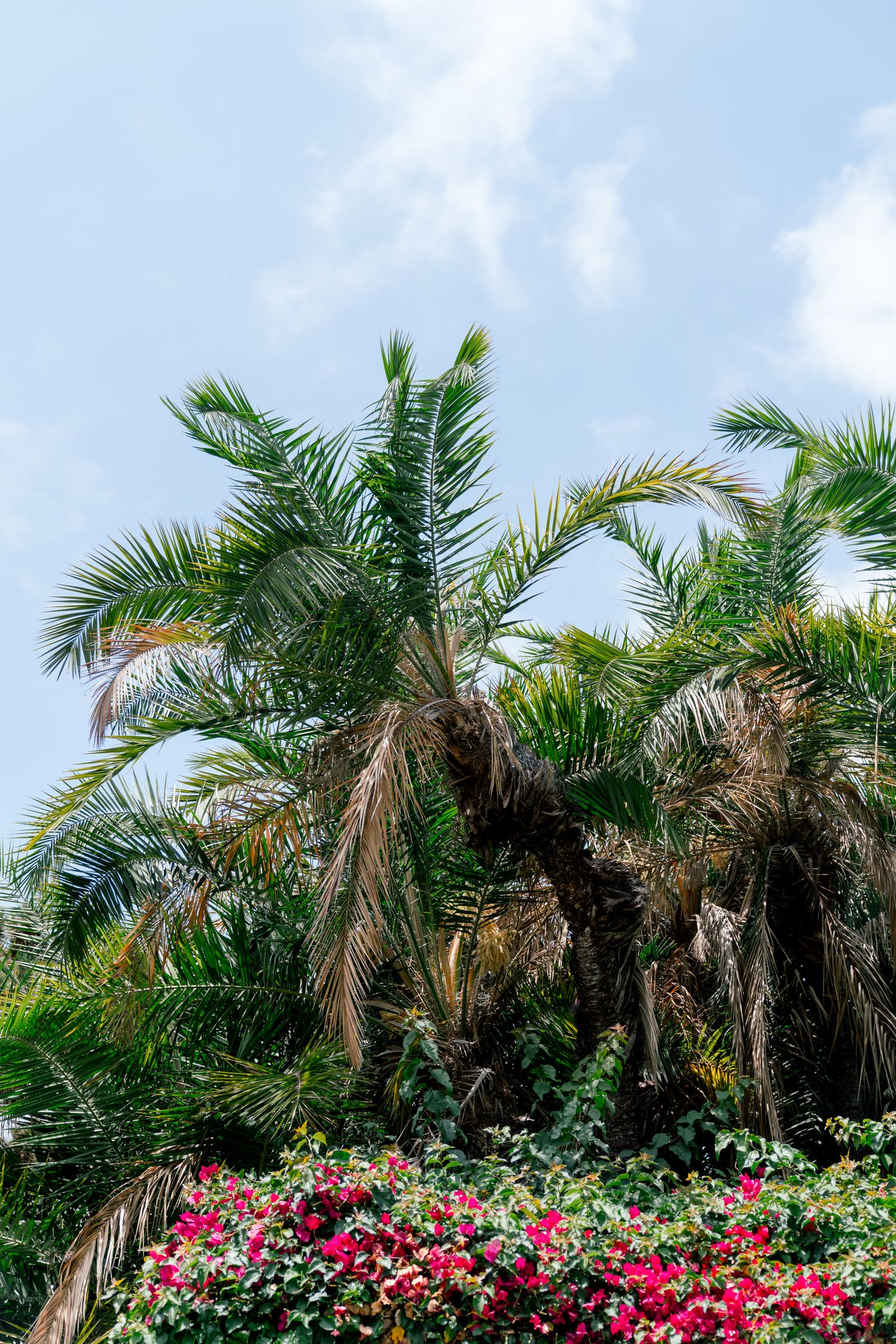 Palm trees tower against a blue sky with vibrant pink bougainvillea flowers blooming below at their base.