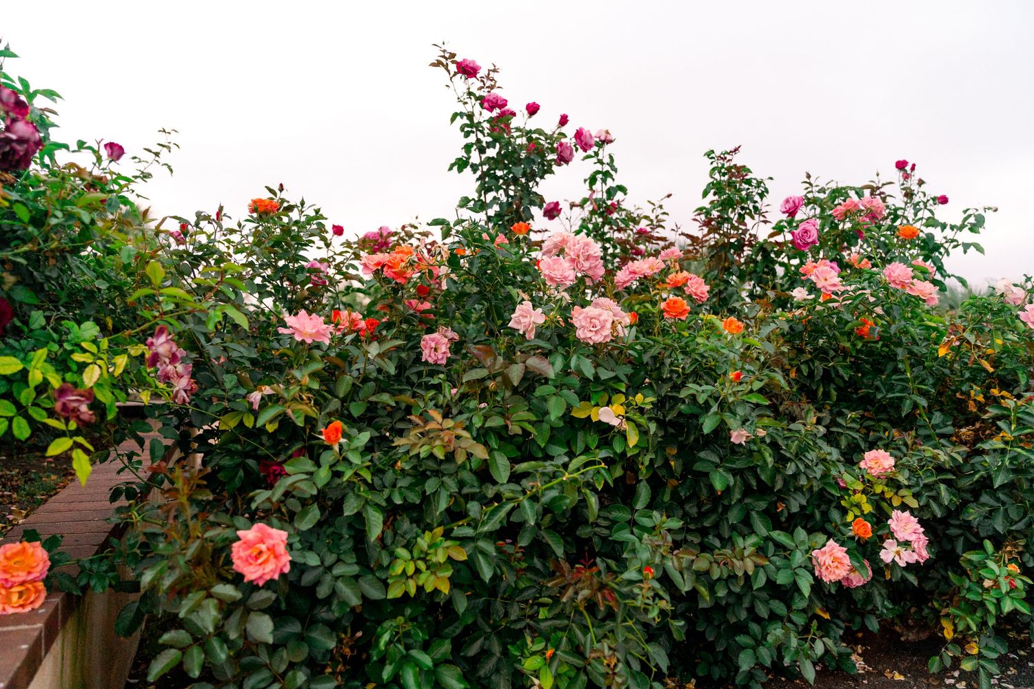 Close-up view of a large red and white climbing rose bush blooming on a garden wall.