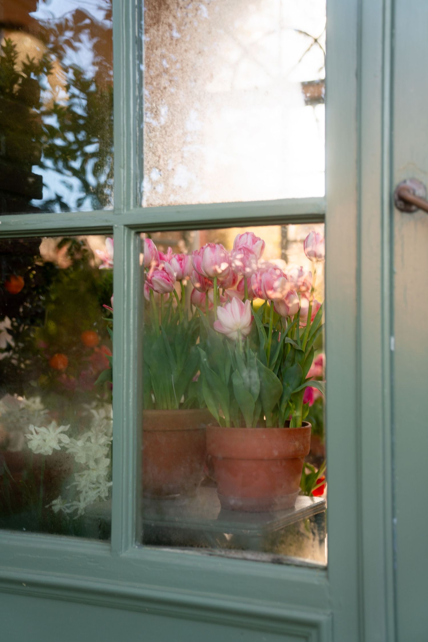 Pink tulips in terracotta pot viewed through a frosted window pane with green trim.