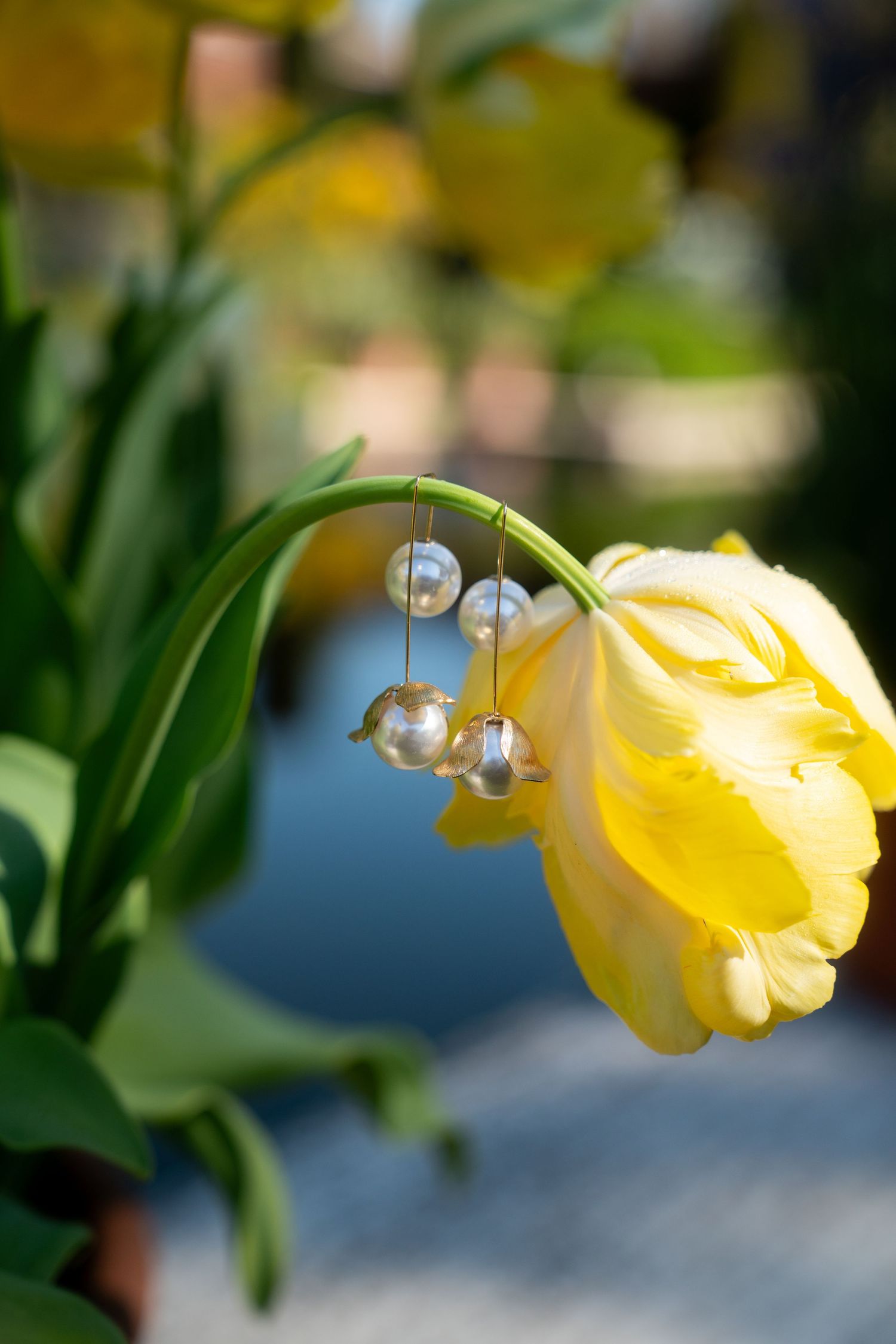 Delicate water droplets cling to a yellow flower petal in macro photography with soft bokeh background effect.