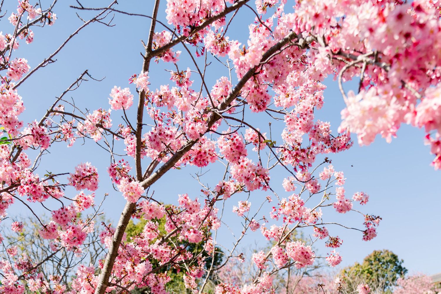 Pink cherry blossom branches bloom against a bright blue spring sky with delicate petals catching sunlight.