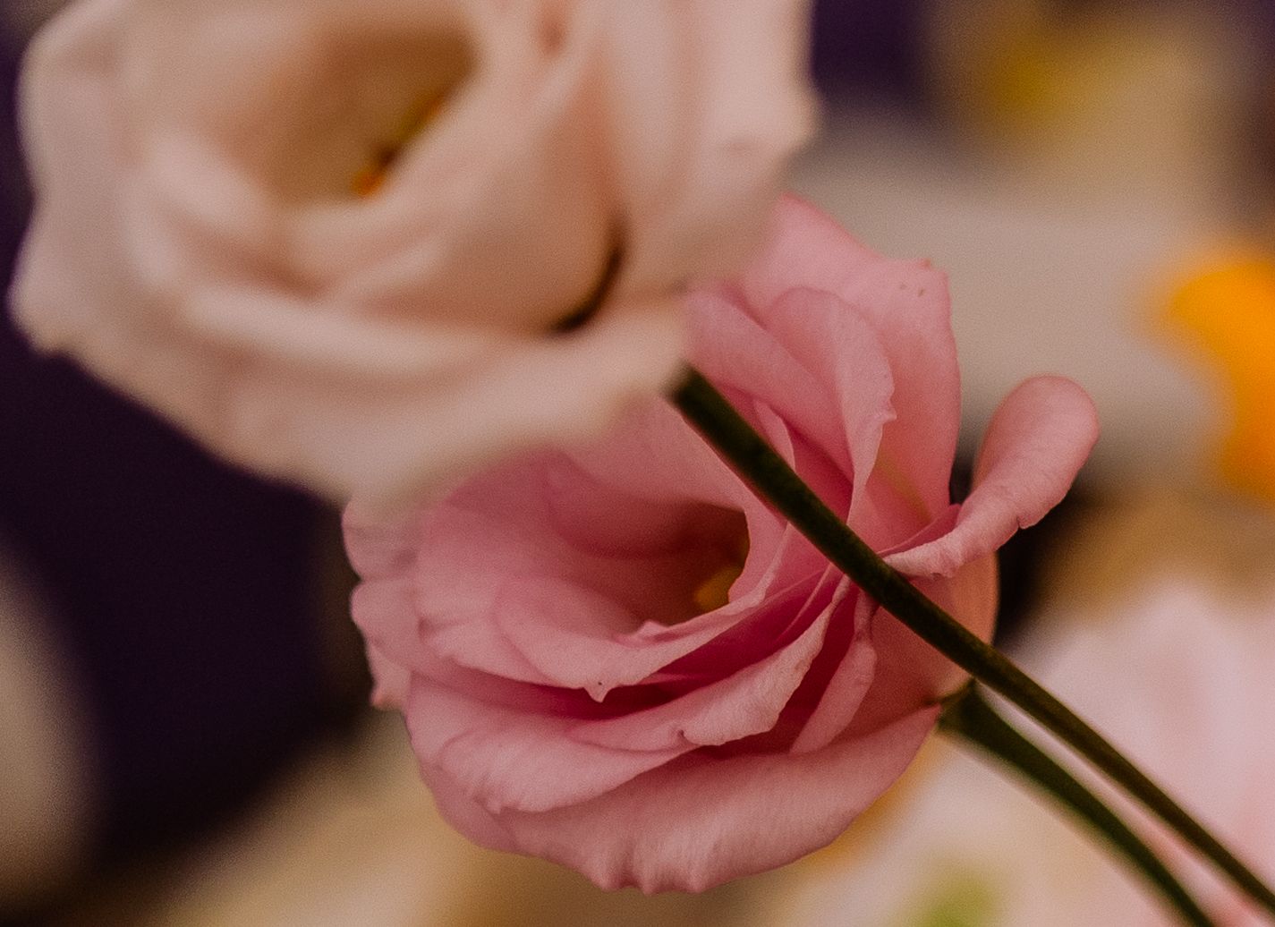 Rose petal flower close up detail