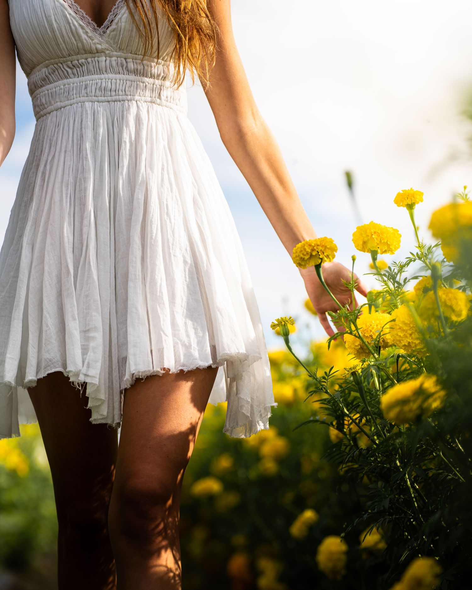 Fv3 Media senior photo in a field of flowers