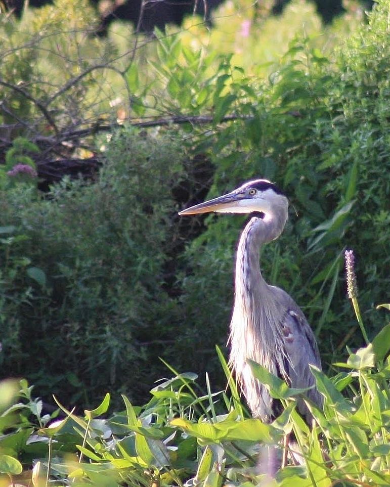 Fv3 Media - New England Multimedia Sports Portraits and Wedding Photography & Videography wildlife photo great blue heron