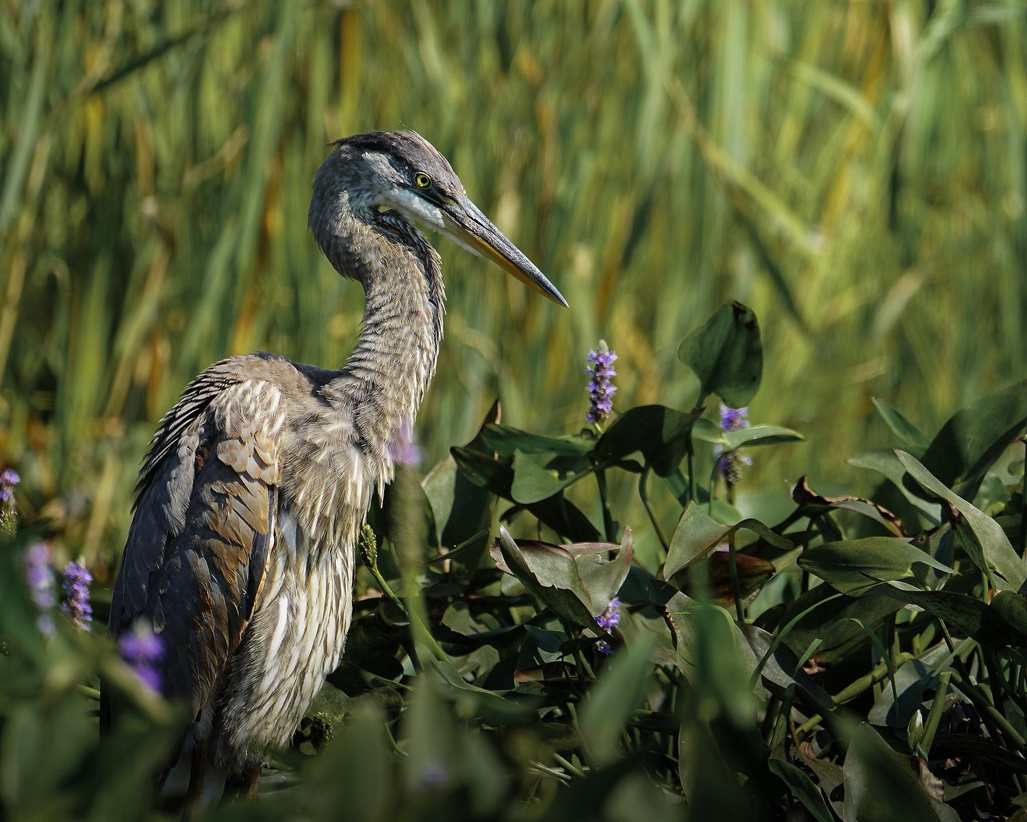 Fv3 Media - New England Multimedia Sports Portraits and Wedding Photography & Videography wildlife photo great blue heron
